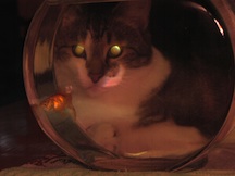 a little cat looks at a fish in a bowl